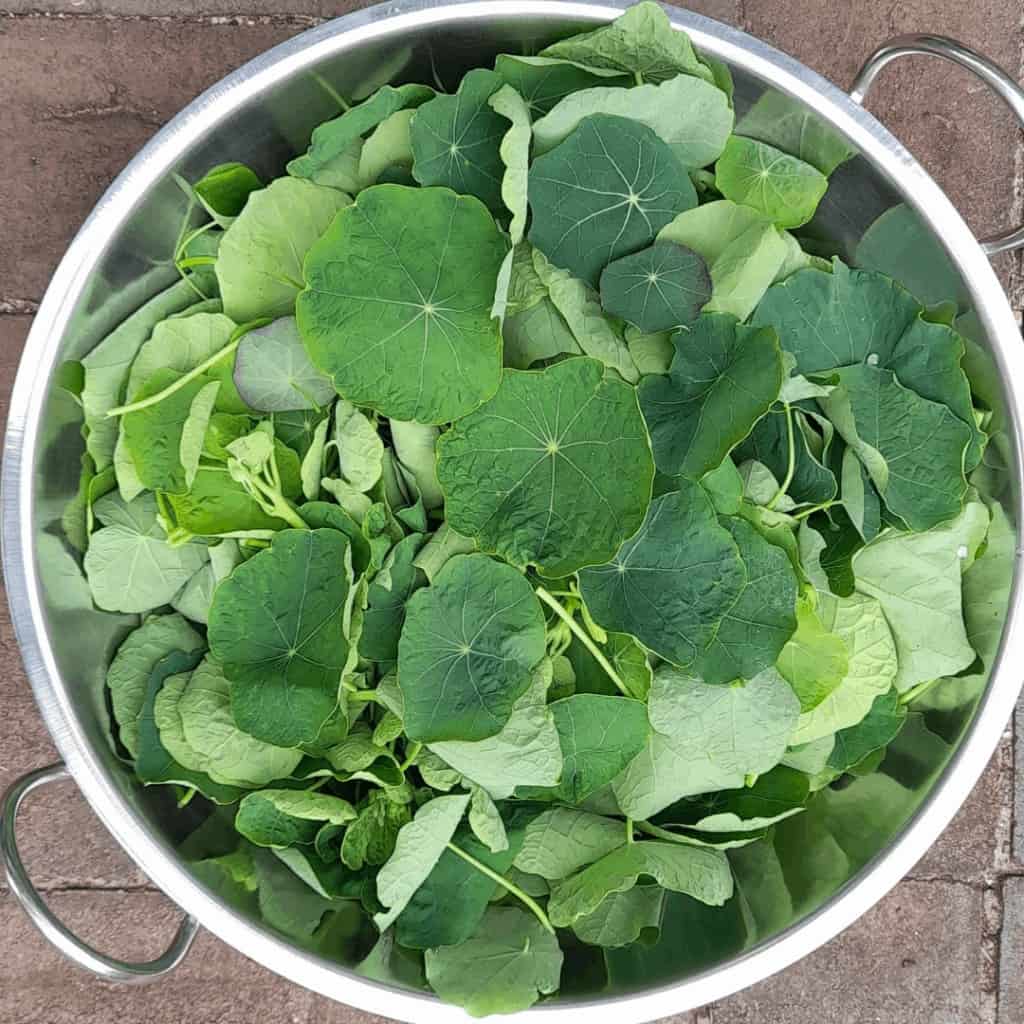 nasturtium-leaves