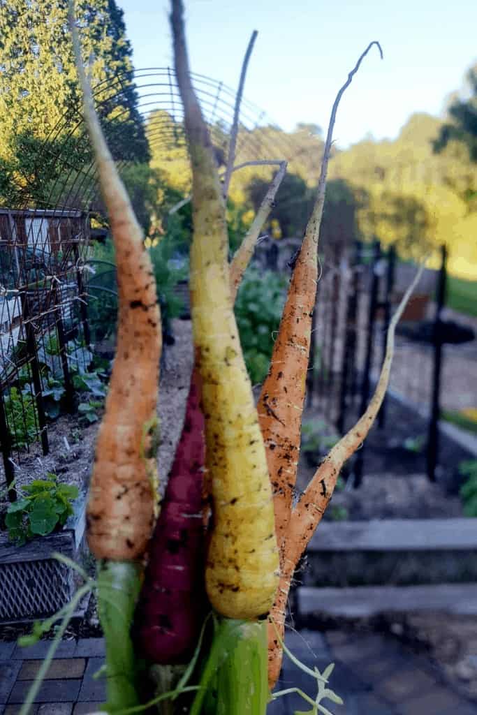 rainbow-carrots