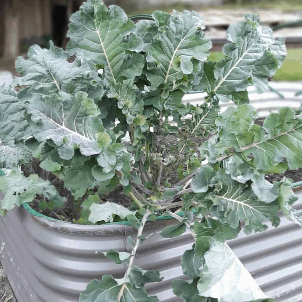 purple-sprouting-broccoli-harvest
