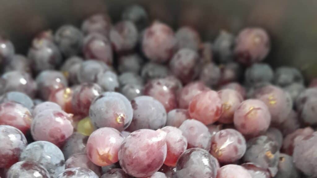 Making Grape Juice grapes_bowl