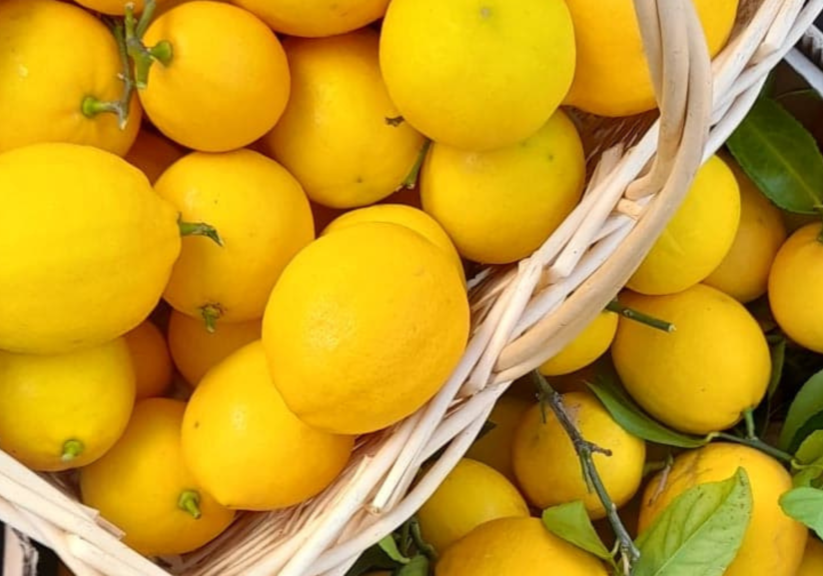 lemon-harvest-basket