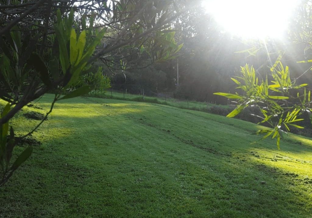 yard-afternoon